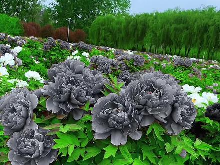 Black Beauty Peony Flower