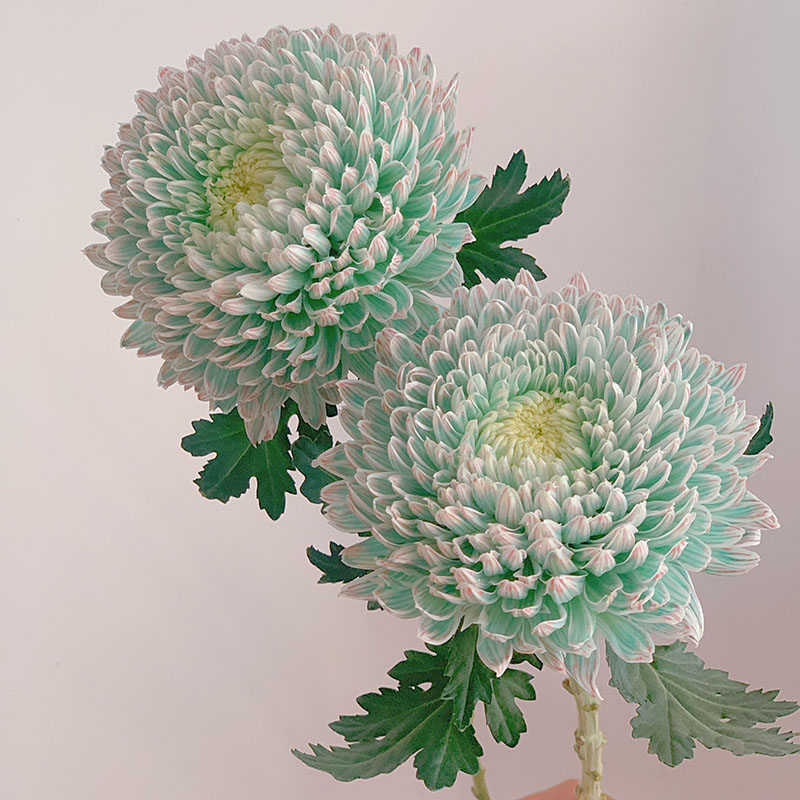 Rare Green Peony Chrysanthemum