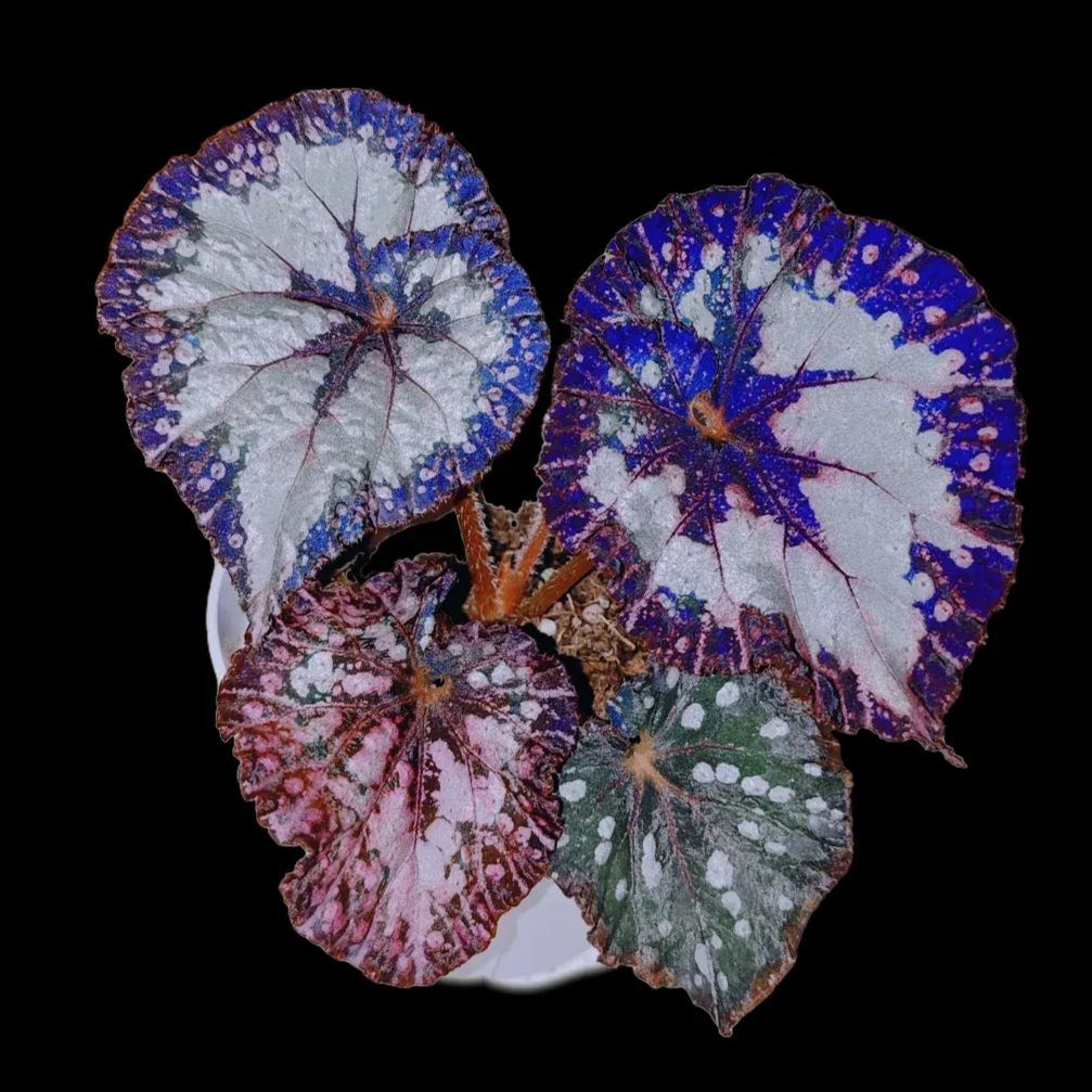 Mardi Gras Begonia Seeds