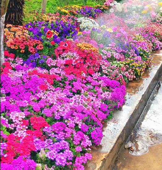 Mixed Seasonal Blooming Flower Seeds - Easy Care