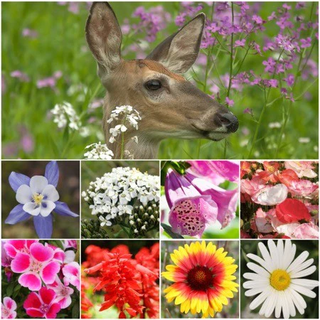 Deer Resistant Seed Mix - Over 20 kinds mixed