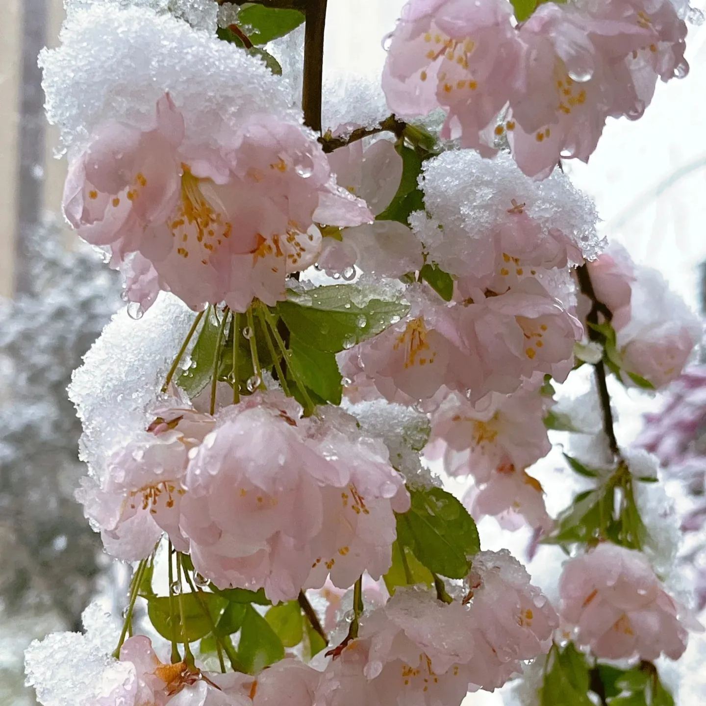 Begonia flowers Seeds