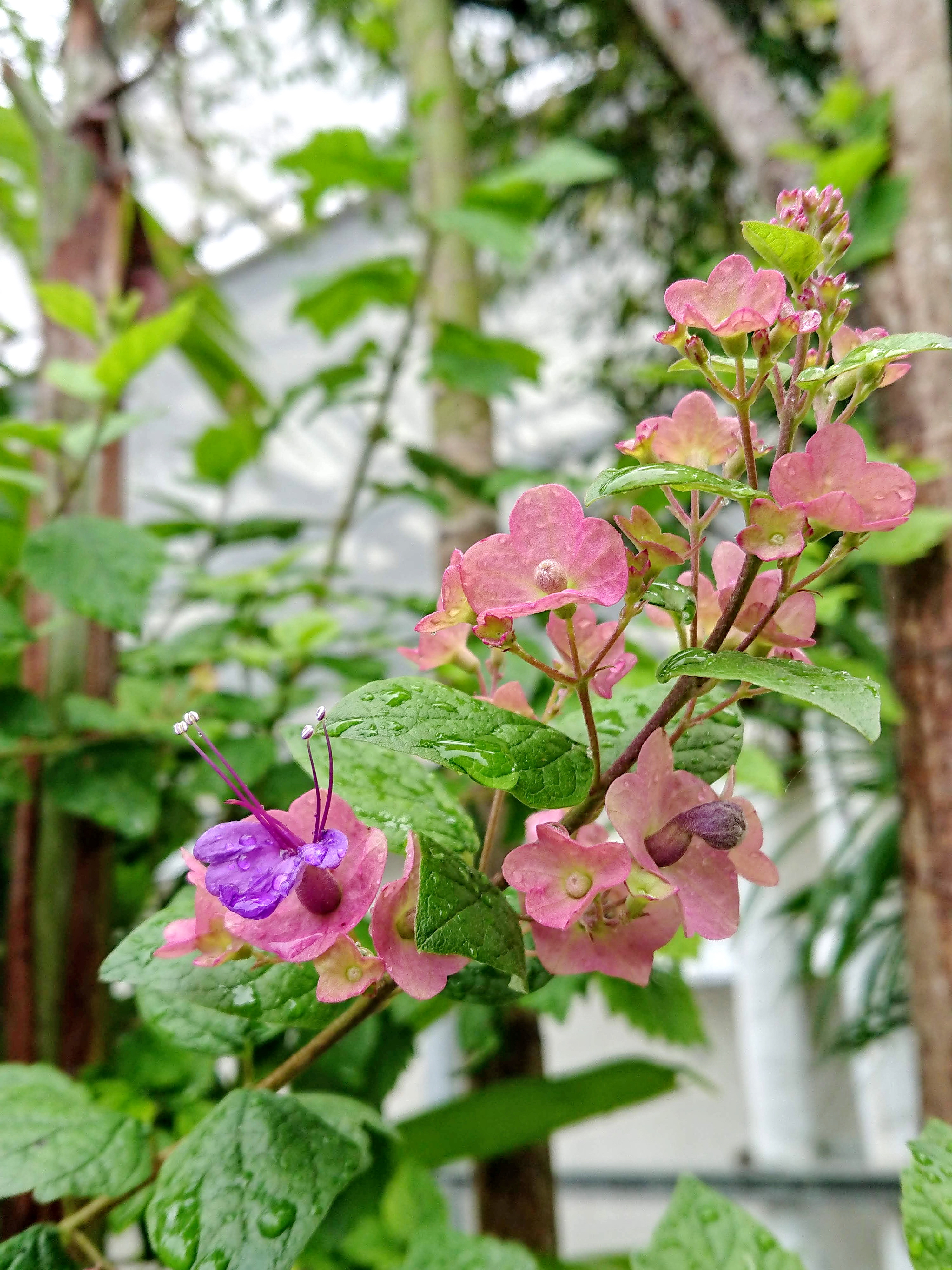 Parasol Flower Seeds