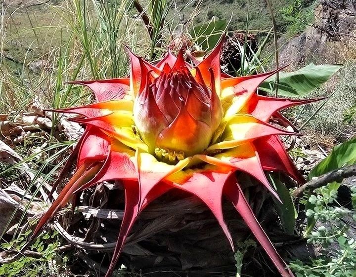 Golden Red Lotus Seeds: Embrace Tranquility with Every Bloom 🌸
