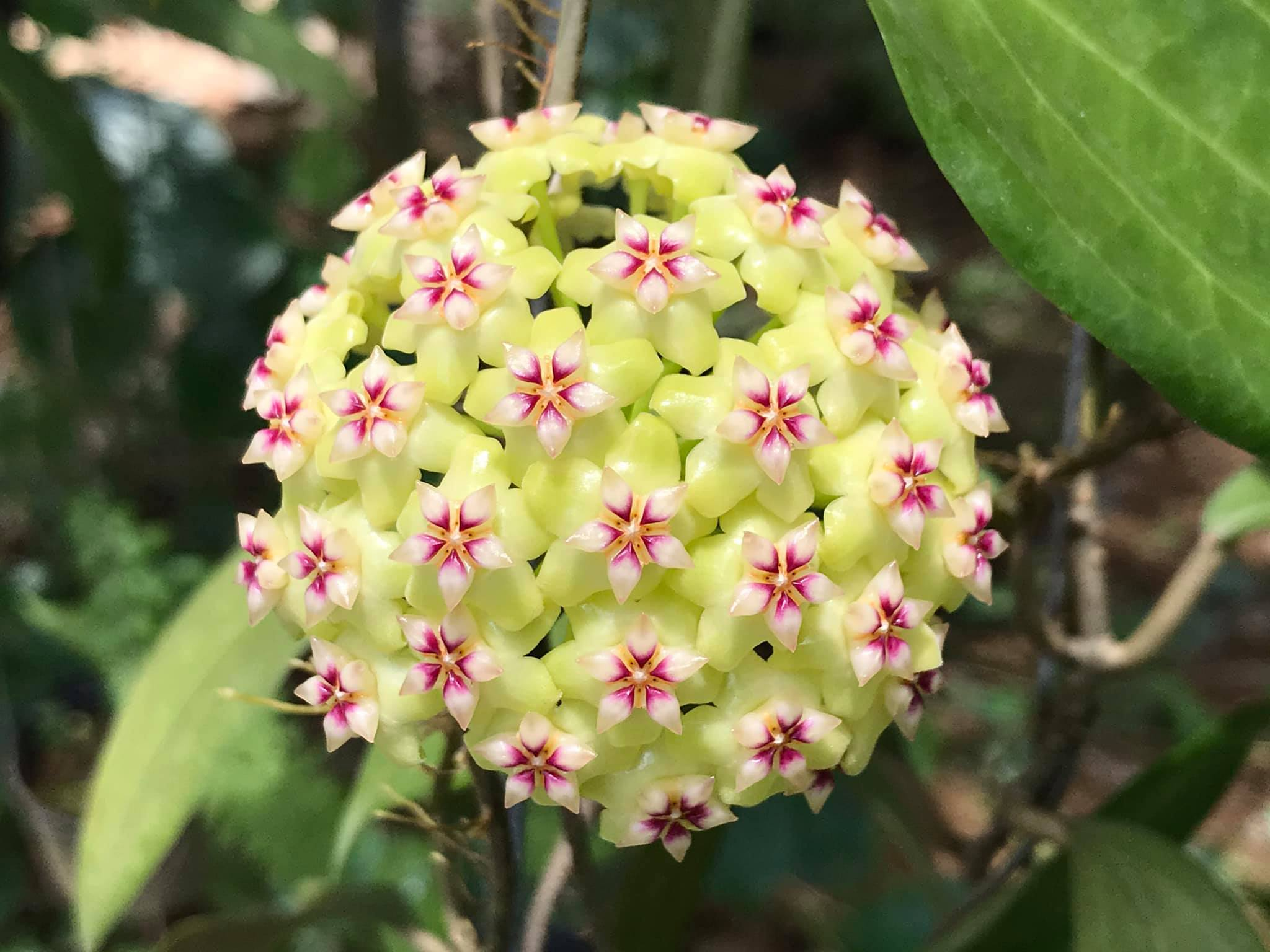 Hoya Carnosa Mixed Color Seeds- Over 5 Colors