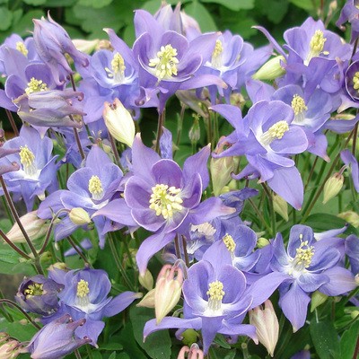 Cat's Paw Flowers Seeds