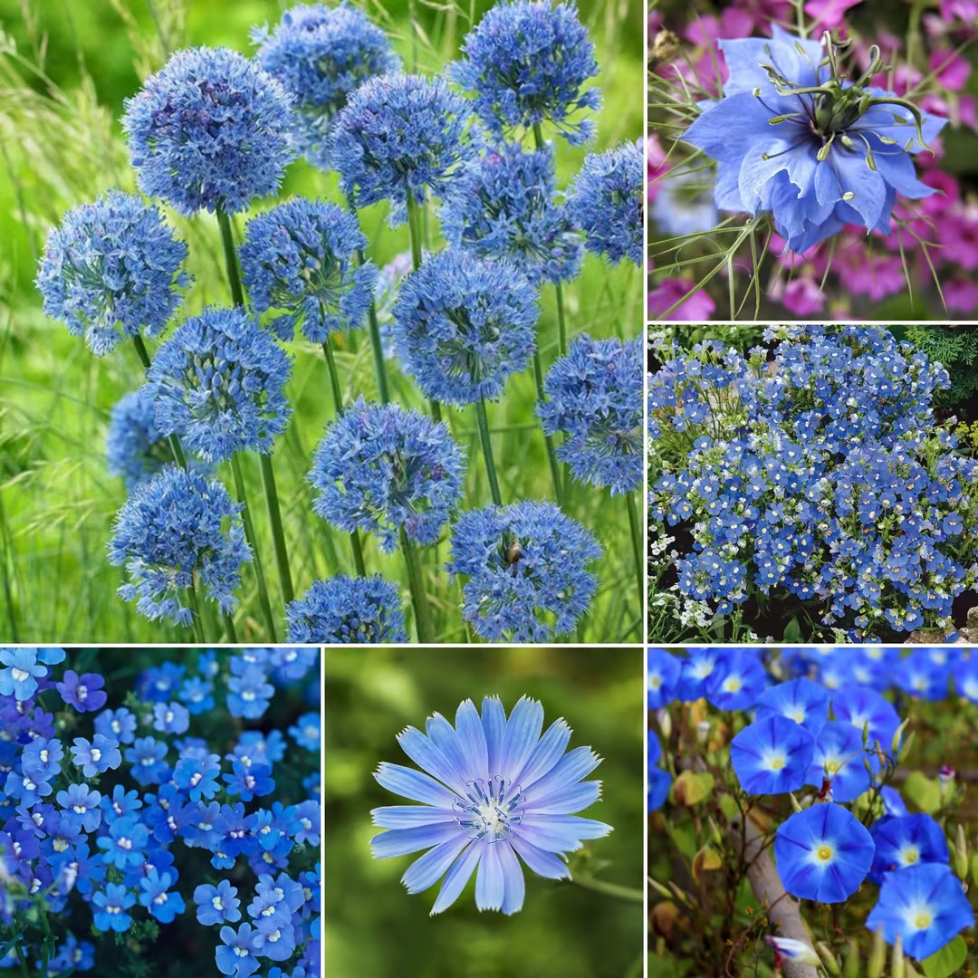 Exclusive Blue Wildflower Seed Mix