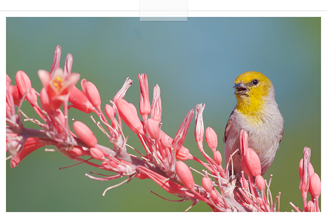 Pioneers in sustainable gardening