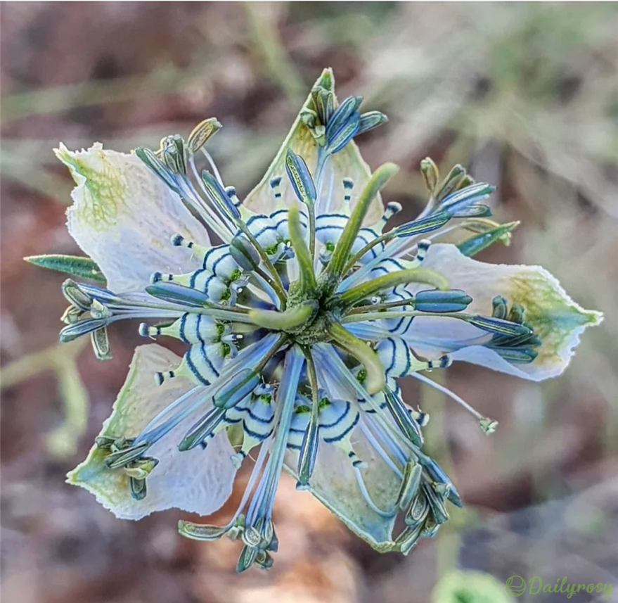 Love in the Mist: Exploring the Enigmatic Beauty of Nigella Arvensis