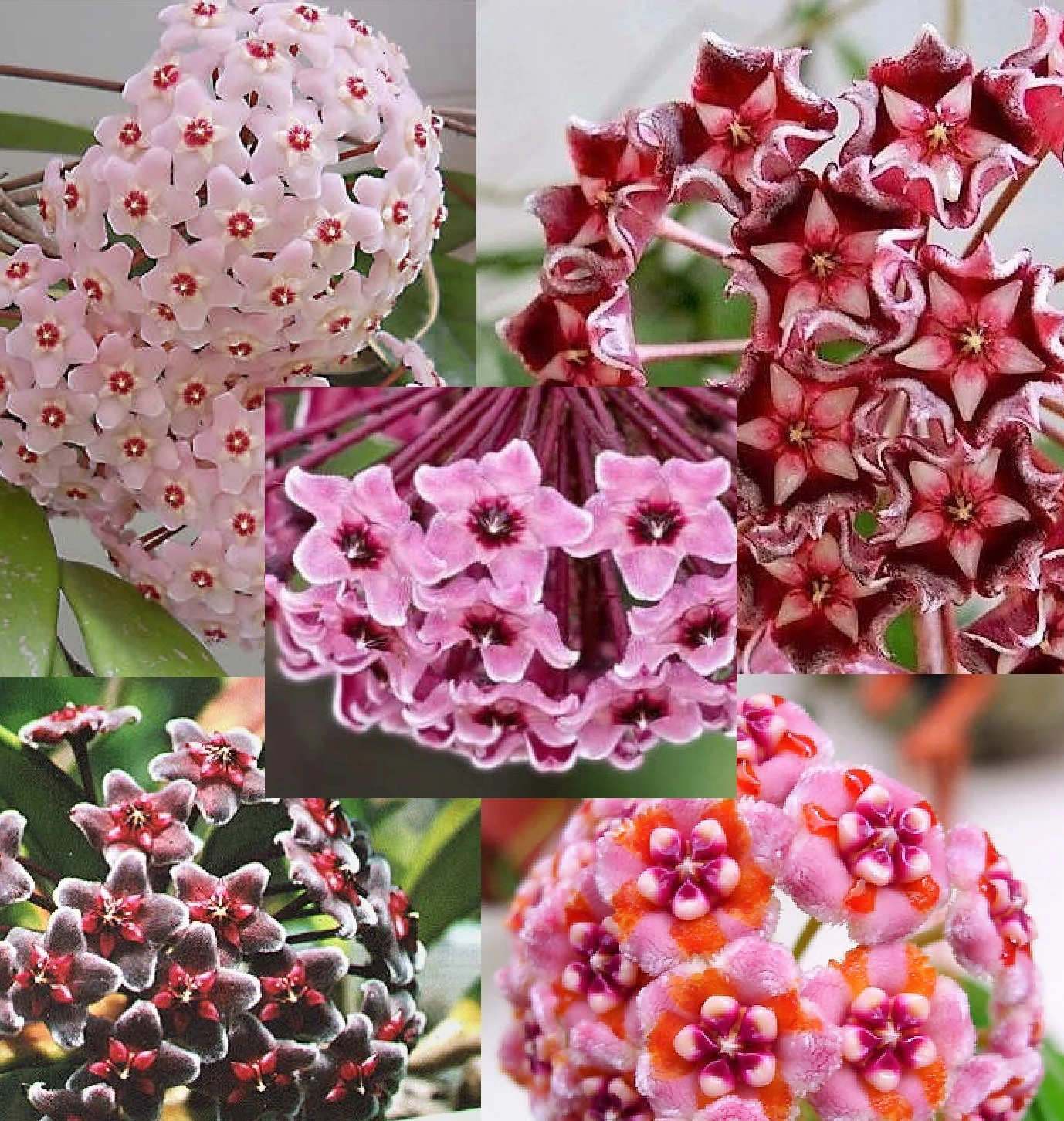 Hoya Carnosa Mixed Color Seeds- Over 5 Colors