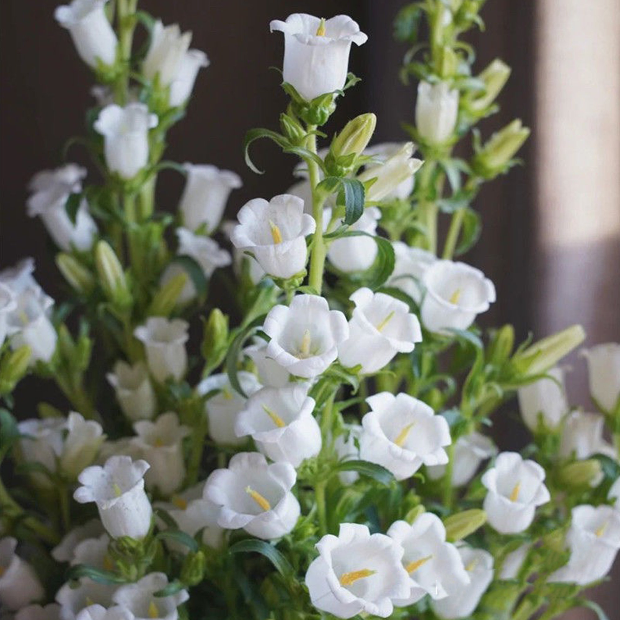 Campanula Seeds, Potted Flower Seeds