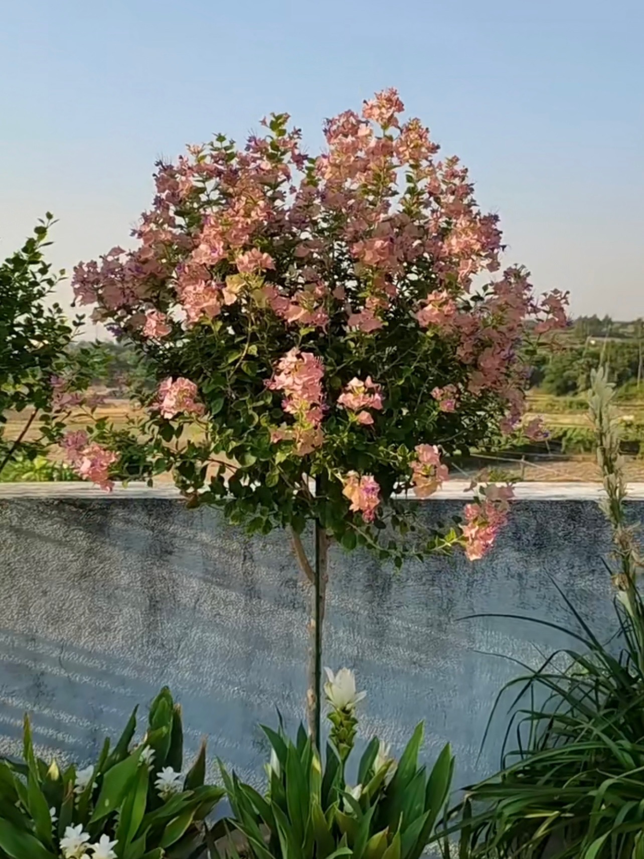 Parasol Flower Seeds