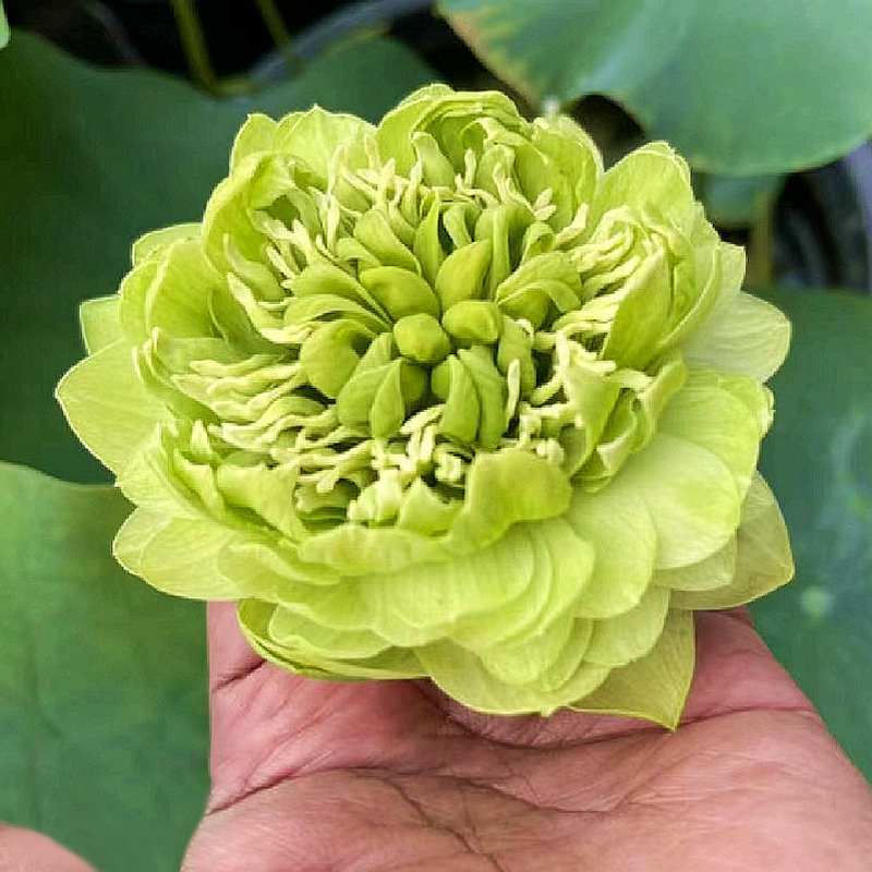 🪷Bonsai Double Lotus Seeds-Pure Heart