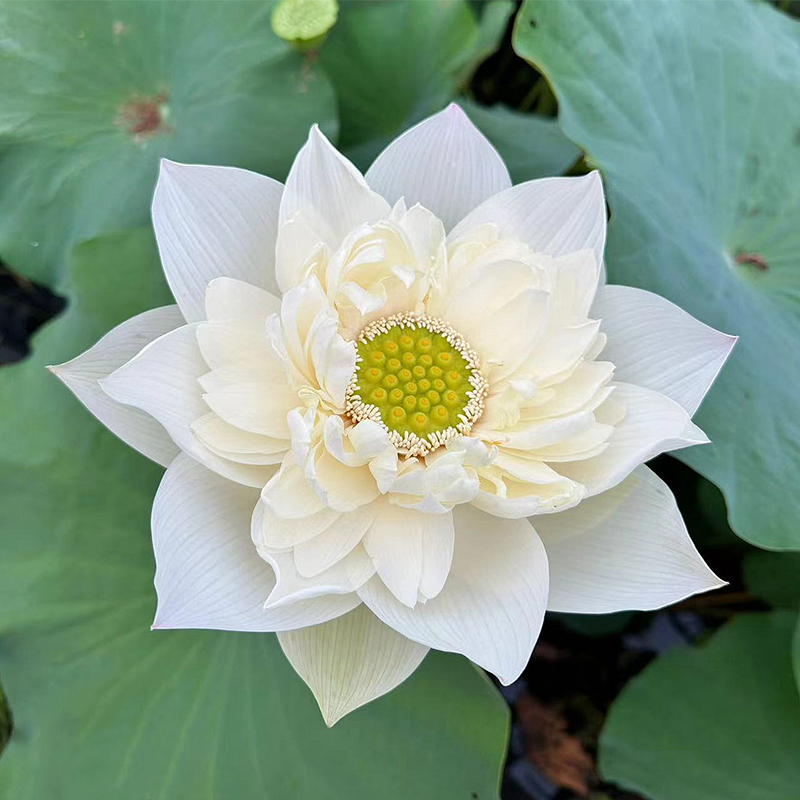 🪷Bonsai Double Lotus Seeds-Pure Heart