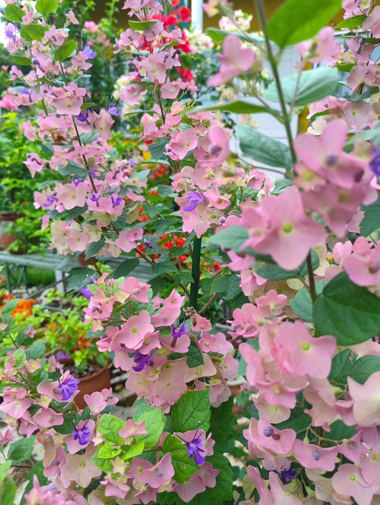 Parasol Flower Seeds