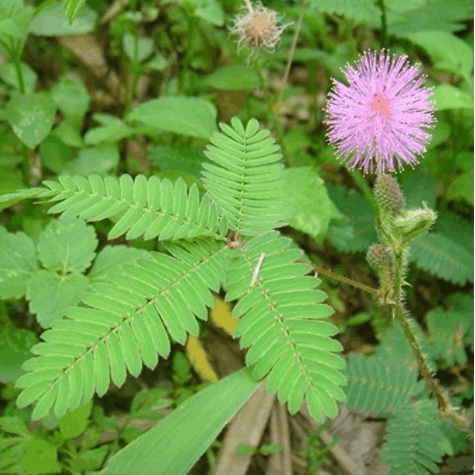 COLORFUL MIMOSA SEEDS