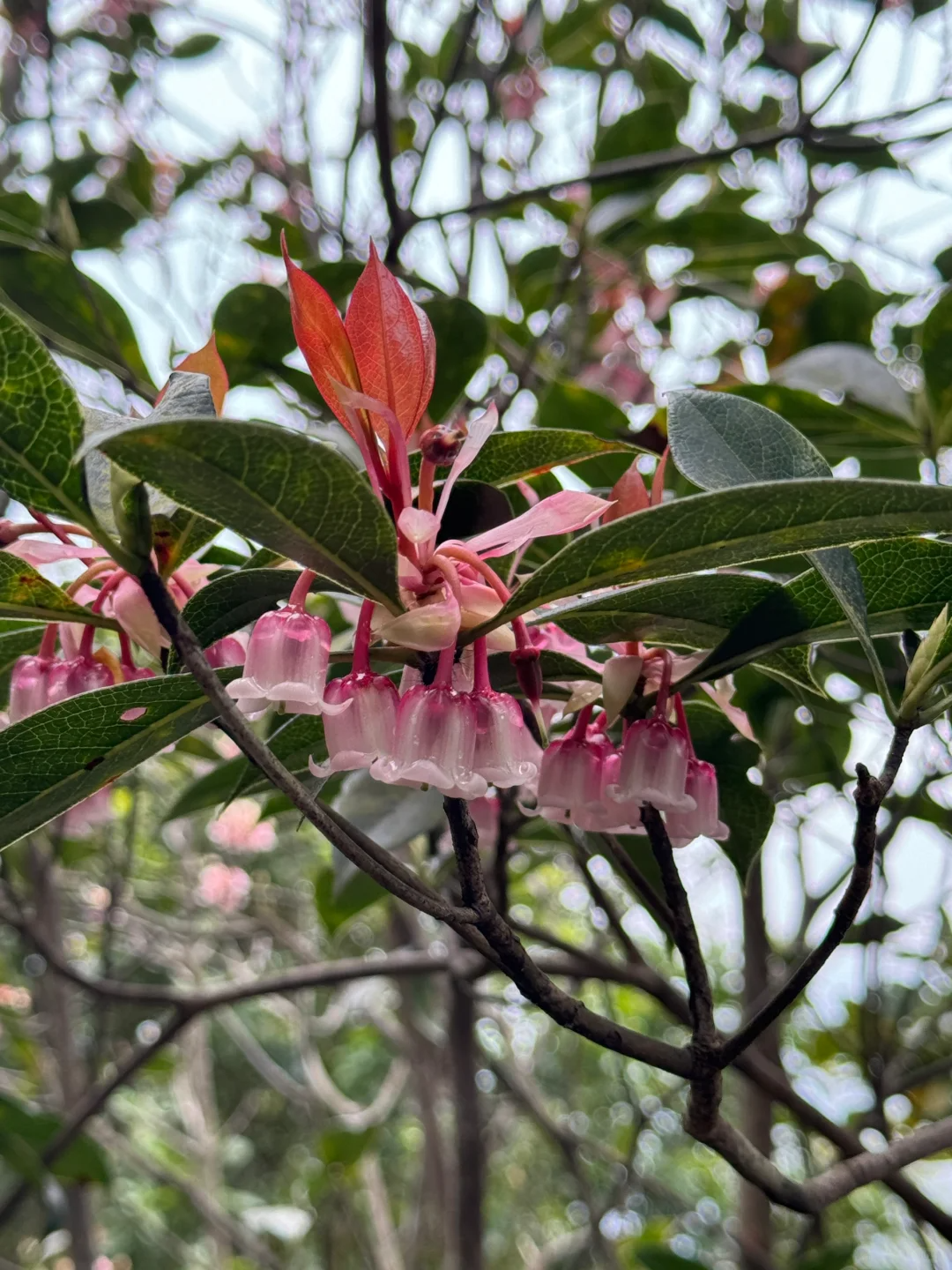 Rare Tuberose Enkianthus Seeds