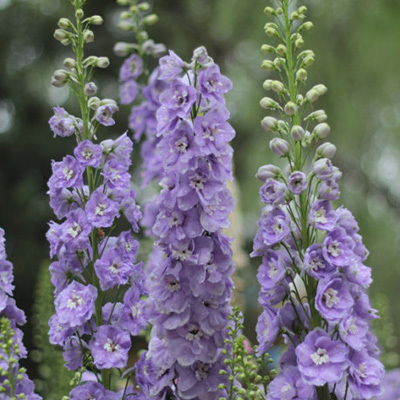 Delphinium Grandiflorum Seeds