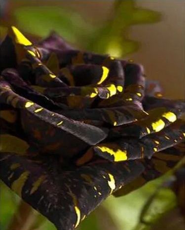 Dark purple yellow roses seeds
