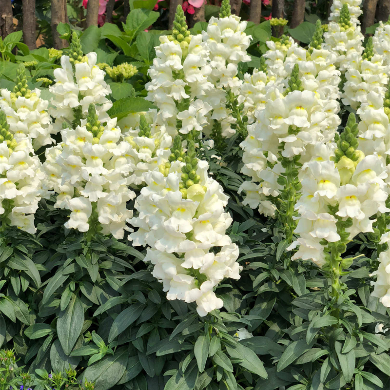 Garden Snapdragon Seeds- Mix Colors