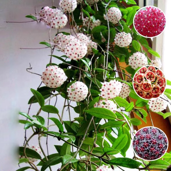 Hoya Carnosa Mixed Color Seeds- Over 5 Colors
