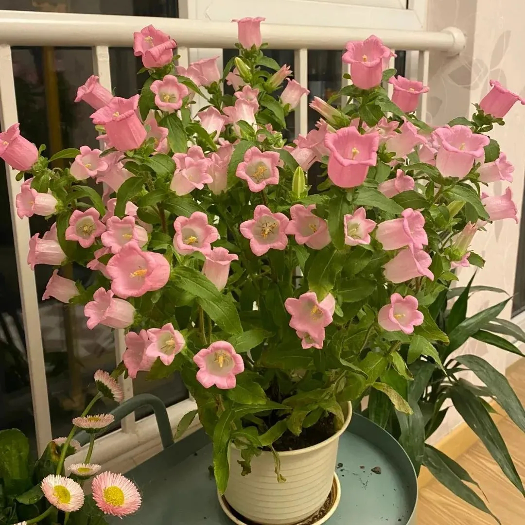 Campanula Seeds, Potted Flower Seeds