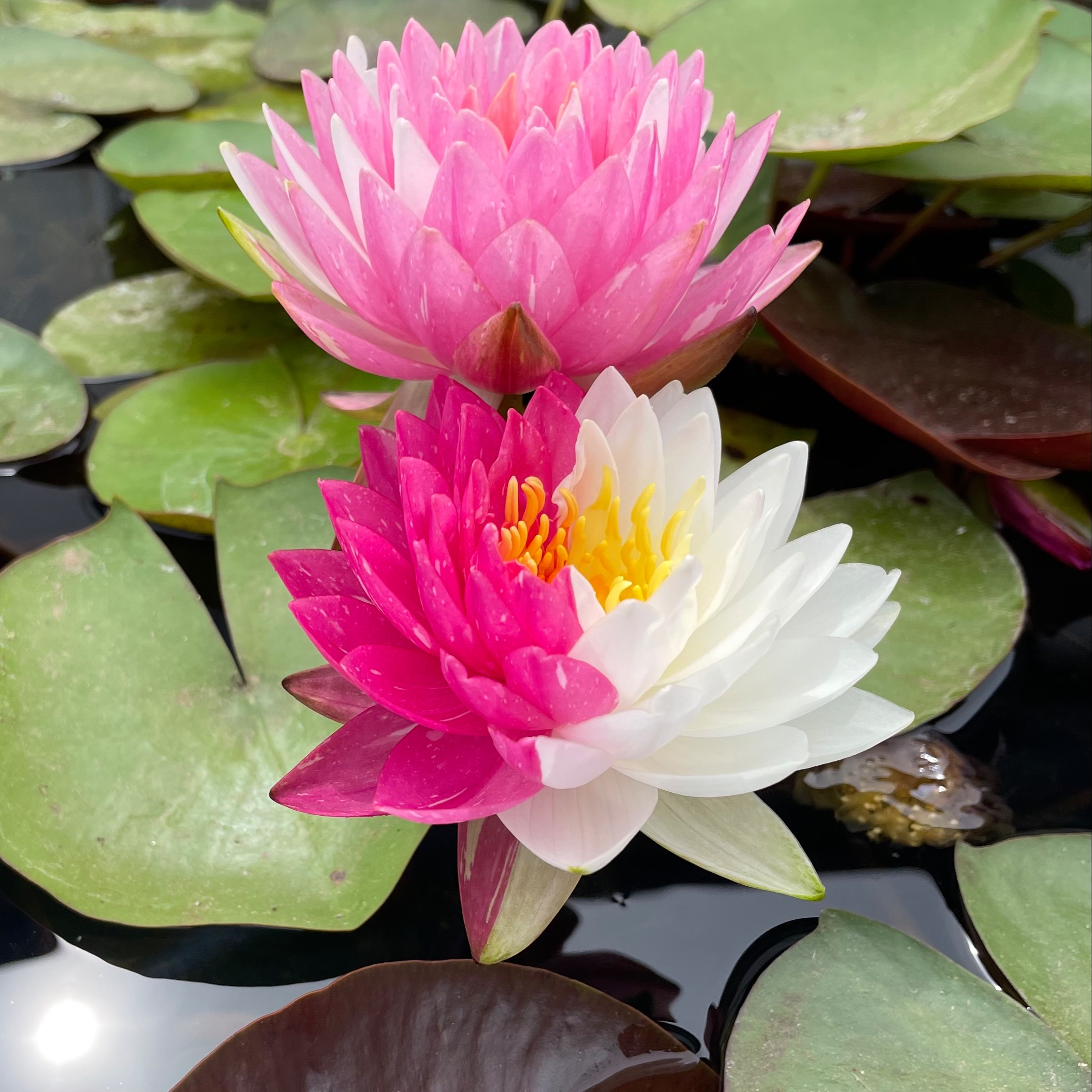 20 PCS Water Lily