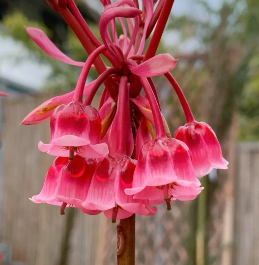 Rare Tuberose Enkianthus Seeds