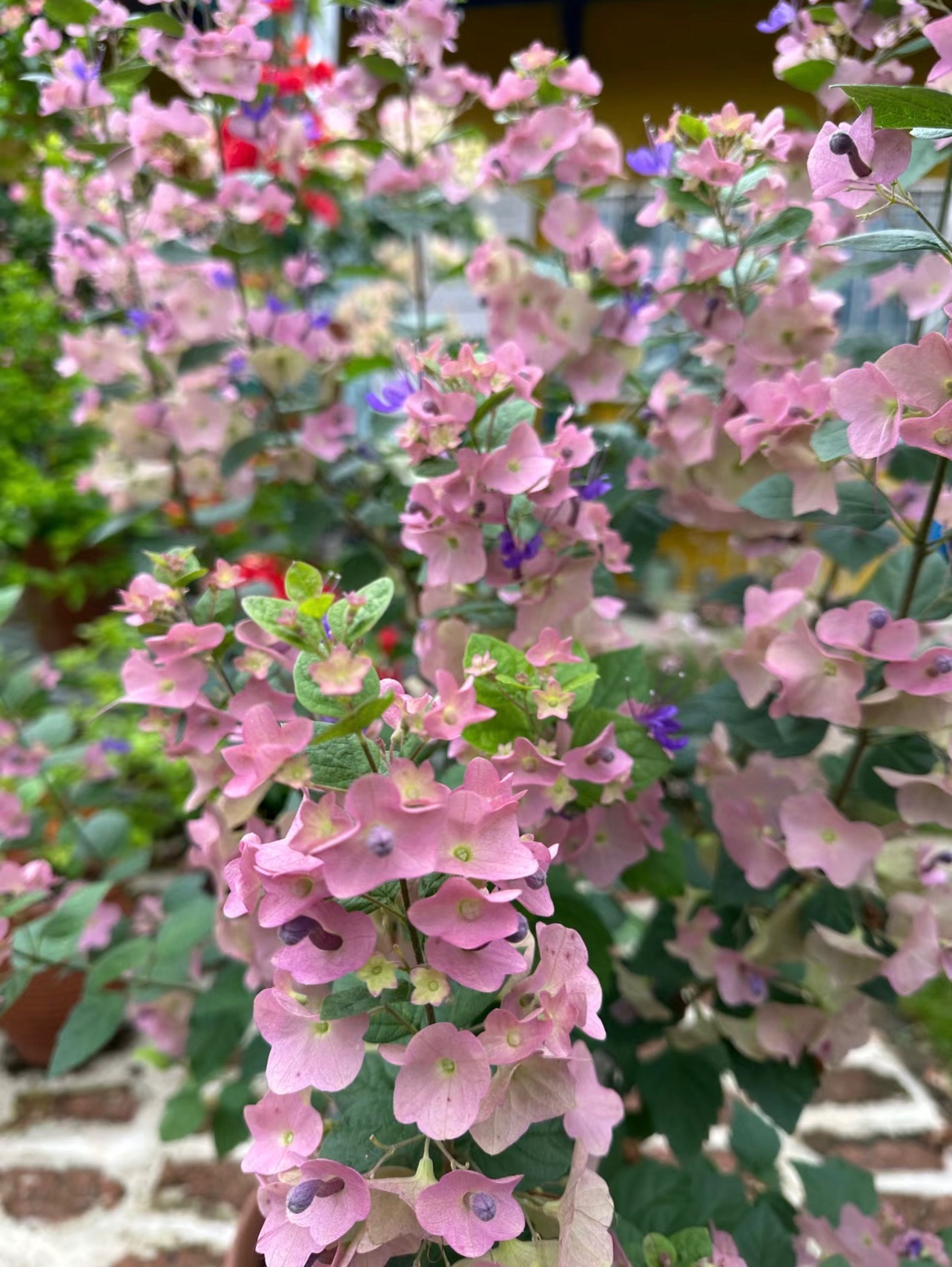 Parasol Flower Seeds