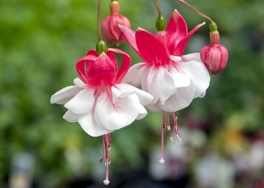 How To Care For Fuchsias HGTV, 40% OFF | alterecoplus.fr