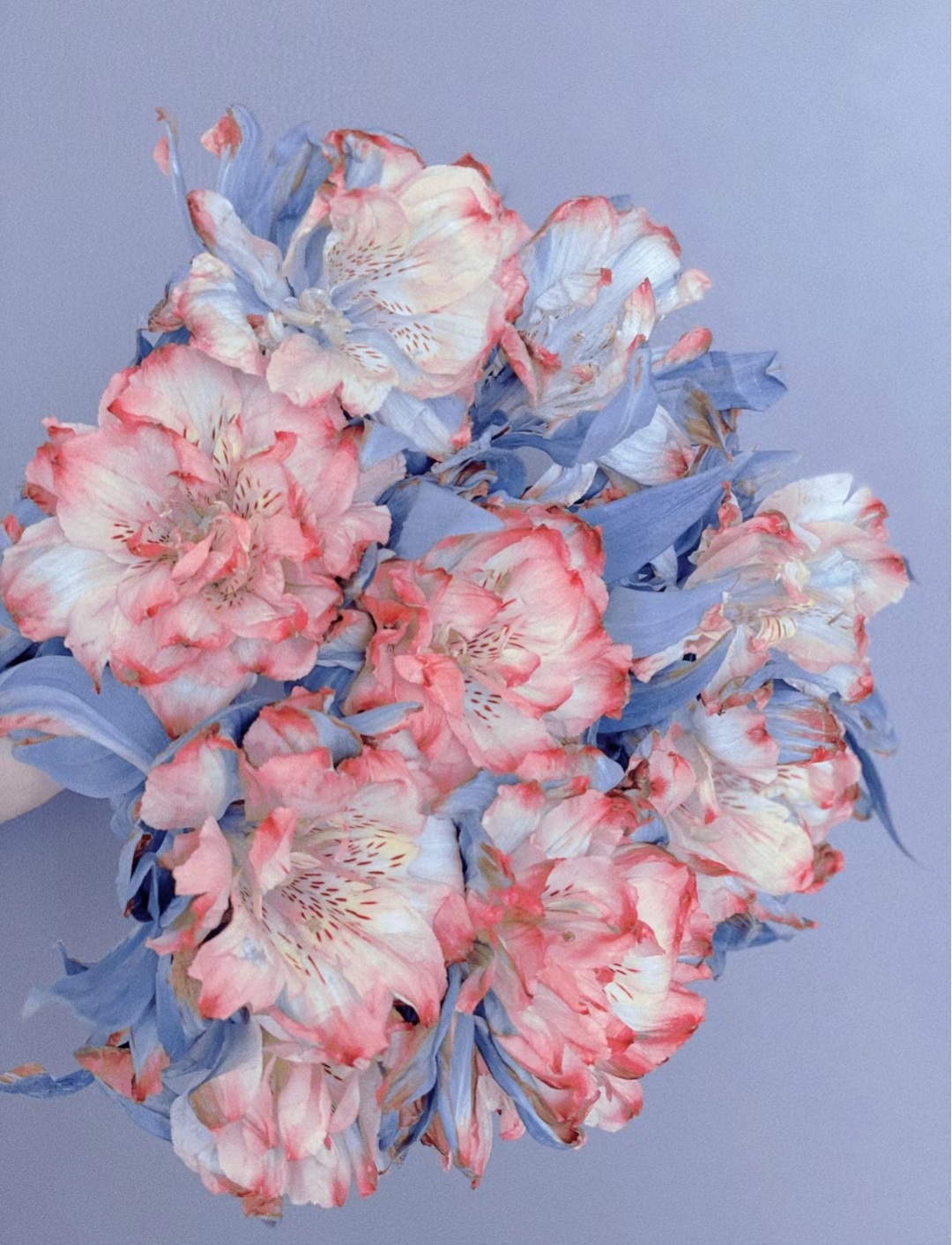 Beauty of Double Alstroemeria Seeds from Colombia