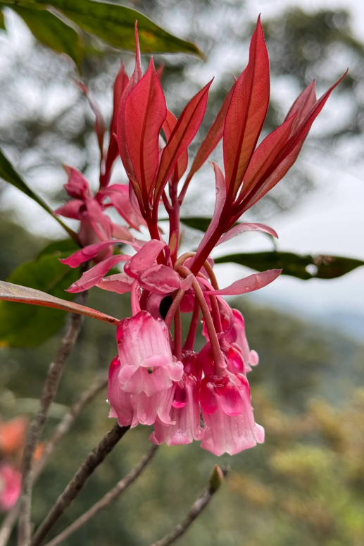 Rare Tuberose Enkianthus Seeds