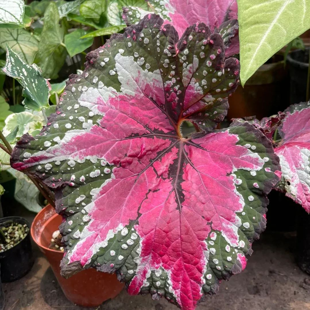 Saint Nick's Begonia Seeds