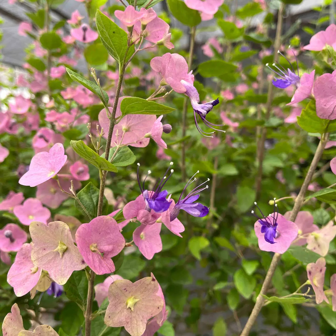 Parasol Flower Seeds