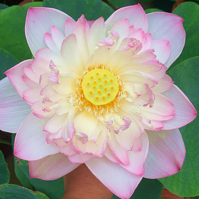 🪷Bonsai Double Lotus Seeds-Pure Heart