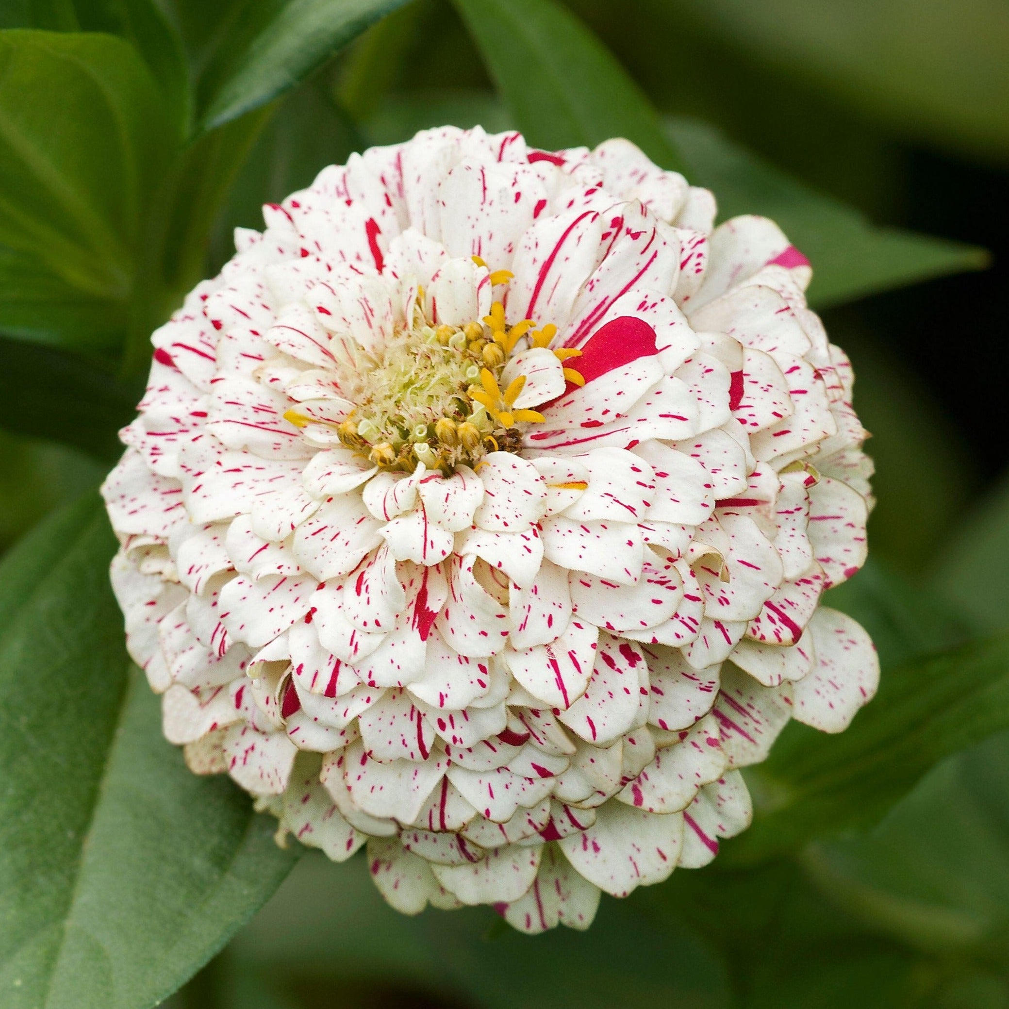 Zinnia Peppermint Stick Flower