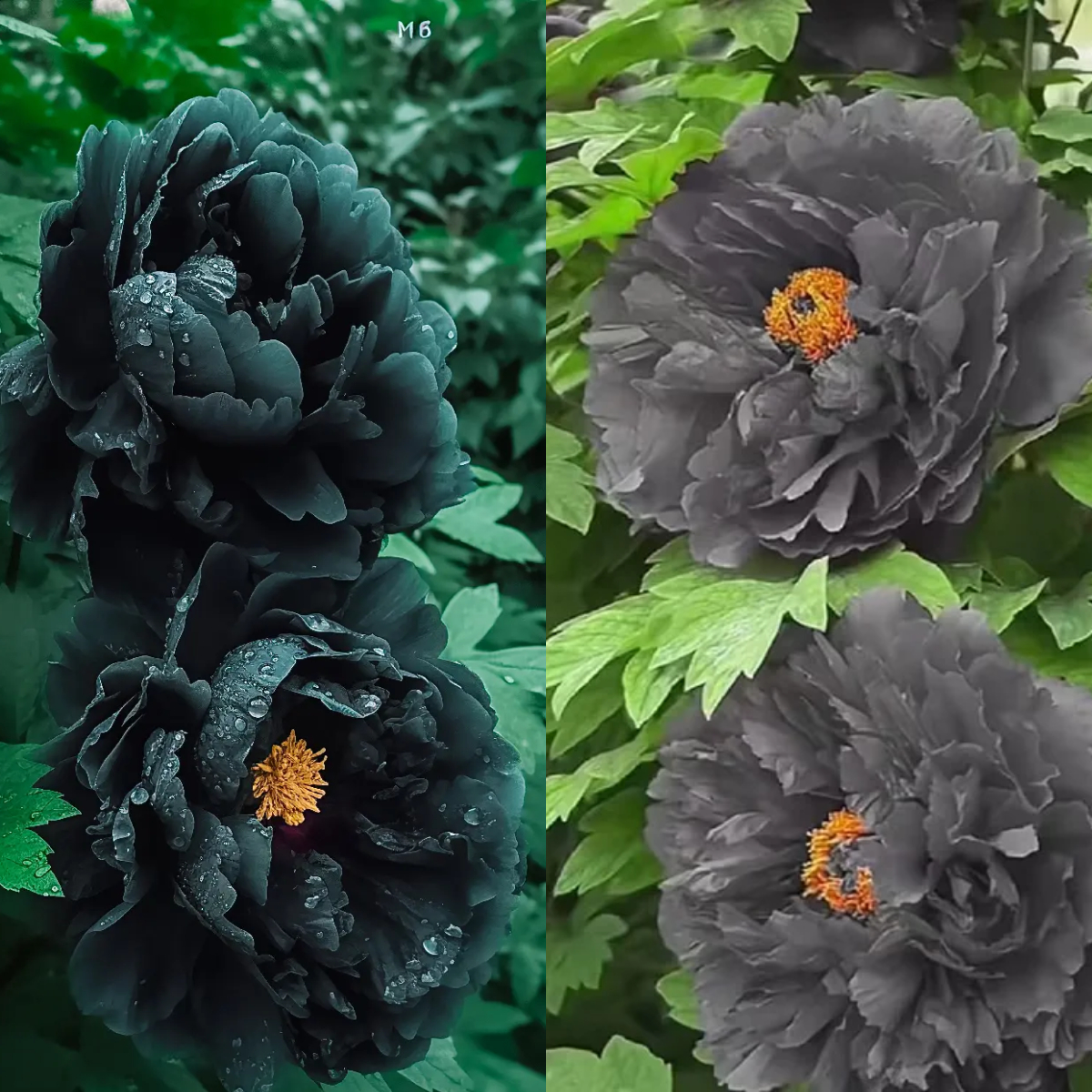 Black Beauty Peony Flower