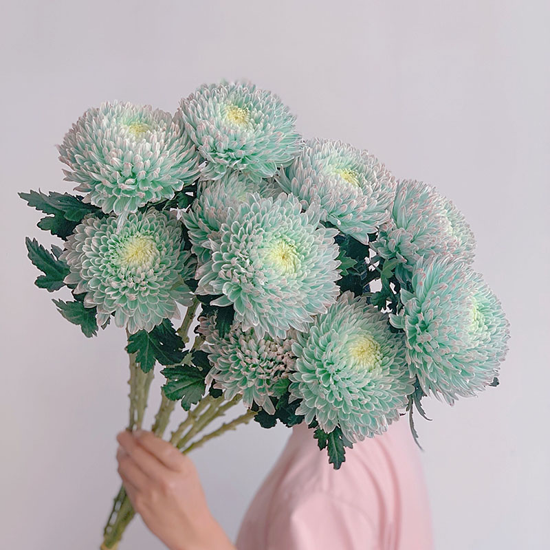 Rare Green Peony Chrysanthemum