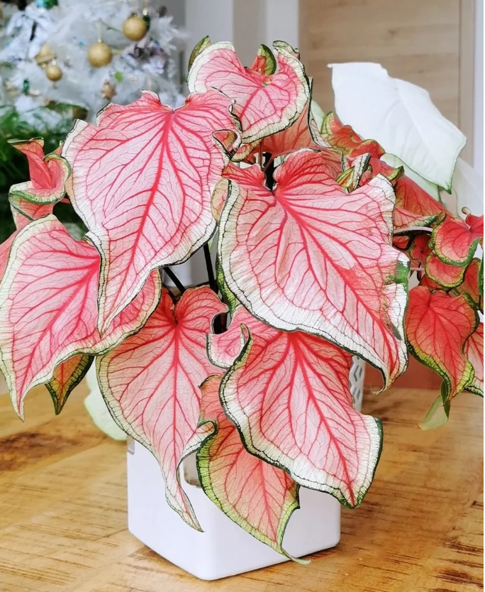Heart of Jesus-Caladium