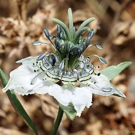 Love in the Mist: Exploring the Enigmatic Beauty of Nigella Arvensis