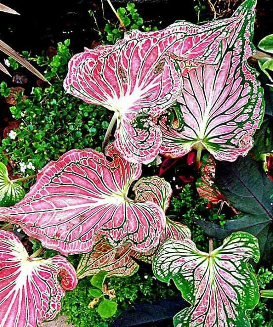 Heart of Jesus-Caladium