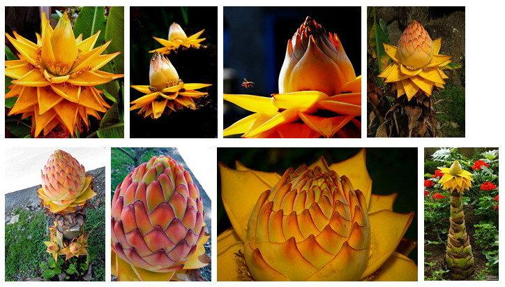 Golden Red Lotus Seeds: Embrace Tranquility with Every Bloom 🌸