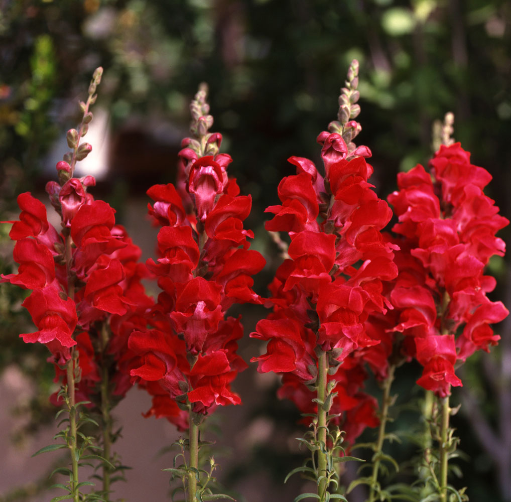 Garden Snapdragon Seeds- Mix Colors