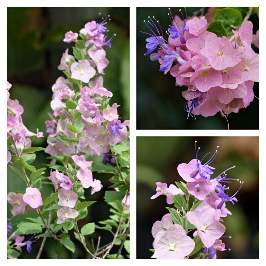 Parasol Flower Seeds