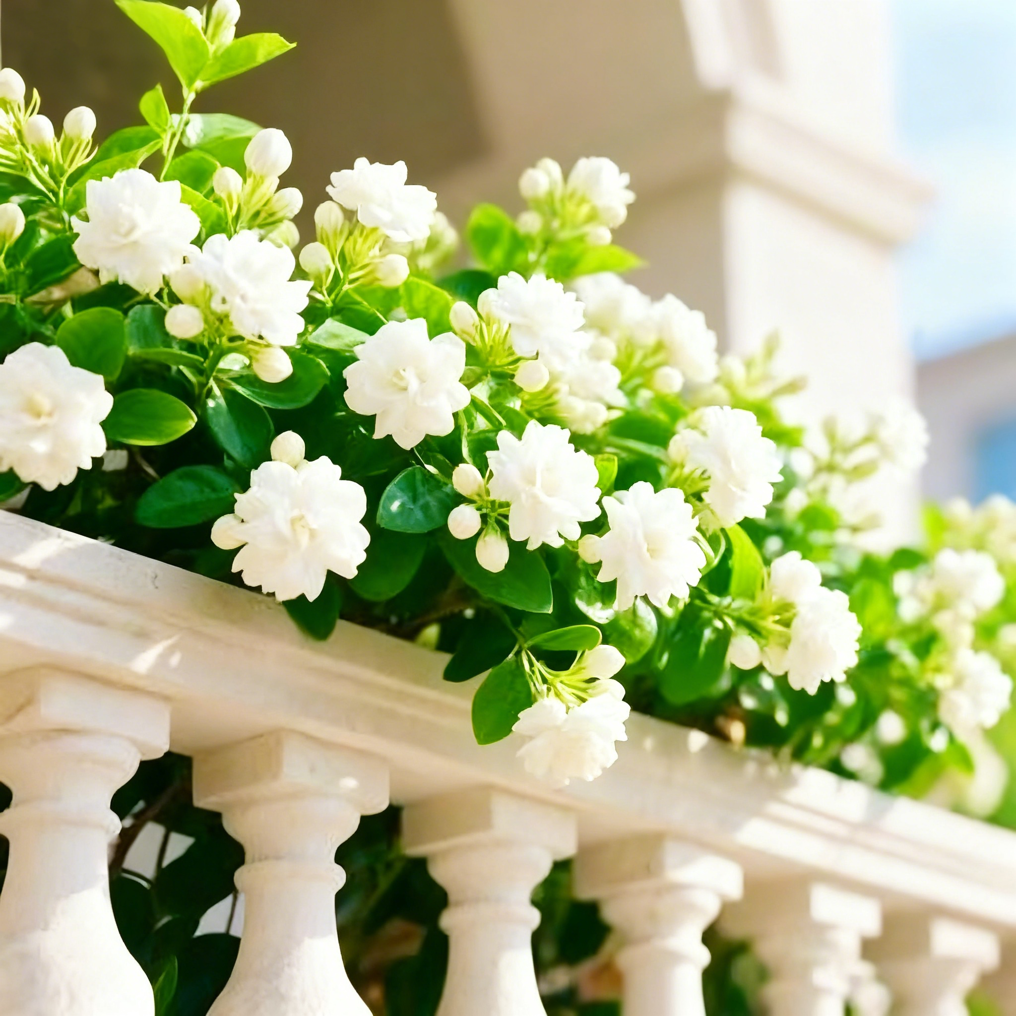 🔥⏰Last Day 49% OFF - Climbing Jasmine Flower Seeds - Nighttime Perfumer