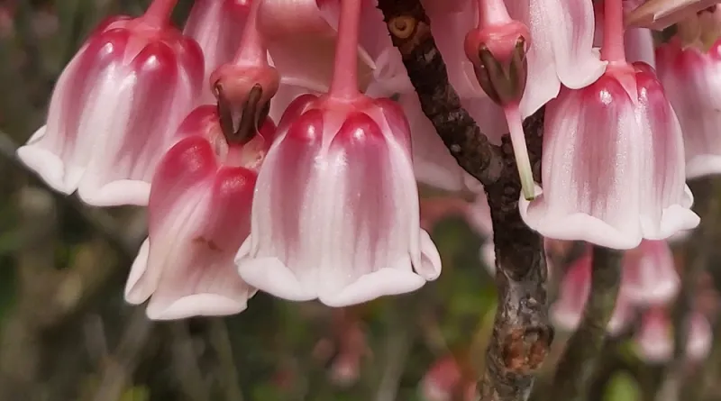 Rare Tuberose Enkianthus Seeds