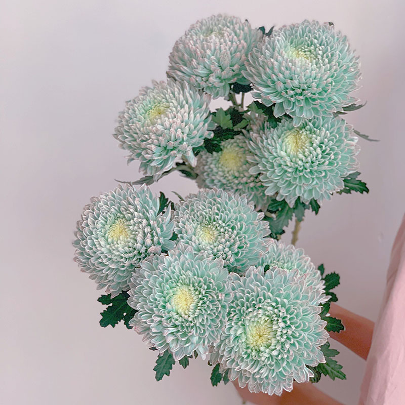 Rare Green Peony Chrysanthemum