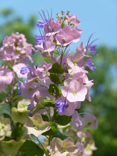Parasol Flower Seeds