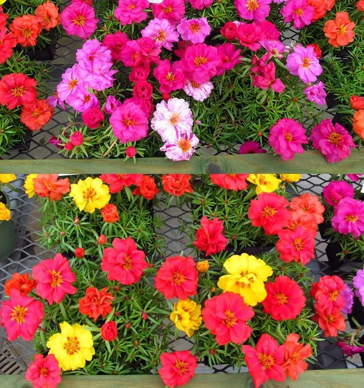 10000 Pcs Muti-color portulaca Seeds