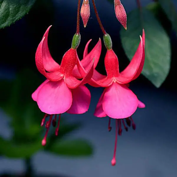 30PCS Fuchsia Hybrida Voss Seeds Potted Ornamental Plants Garden Bonsai
